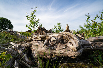 Knorriges abgestorbenes Baumholz am Rande eines Moorgebietes.