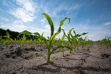 Junge Maispflanzen auf einem Feld, Reihe für Reihe sichtbar, Regen muß kommen, die obere Schicht des Bodens wirkt trocken.