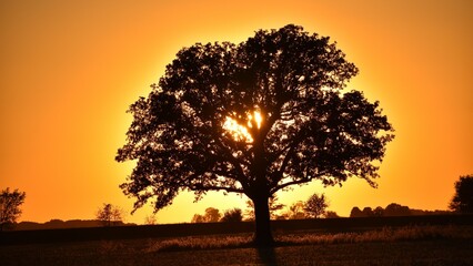 Golden Sunset behind the tree