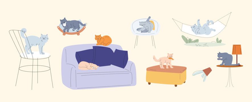 Fluffy cats, various poses cat. Different kittens sleep on sofa, resting in a hammock and chair. Pet cleaning, sitting on table or animals bed, vector set
