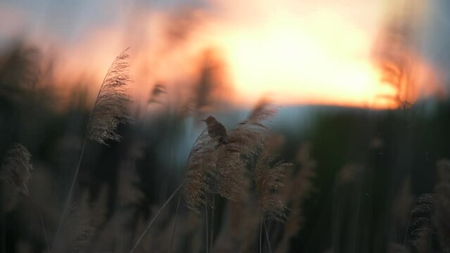 The great reed warbler (Acrocephalus arundinaceus) clinging to a reed and singing loudly. In the background is the sunset, a pleasant summer atmosphere.