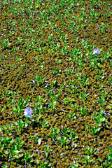 aquatic plants in still water