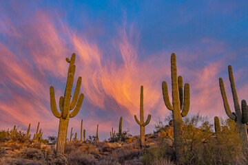 Colorful Desert Skies With Saguaro Cactus In Scottdale, AZ.