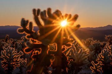 Teddy bear cholla cactus at sunrise in Joshua Tree National Park © Dan