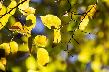 Branch with autumn leaves in sun. Colorful leaves in october, autumn.