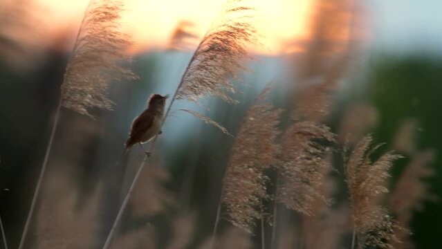 The great reed warbler (Acrocephalus arundinaceus) clinging to a reed and singing loudly. In the background is the sunset, a pleasant summer atmosphere.