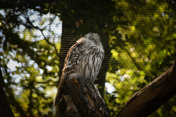 Zoos portrait of owl who is sitting on stick. They are amazing animal. And they are looking so good.
They have fish for lunch.