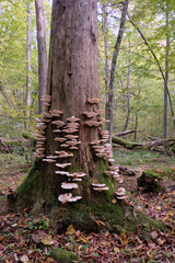 Autumnal fungus grows over stump