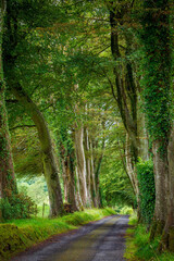 Avenue of trees in Ireland
