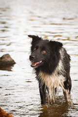 Fototapeta na wymiar Border collie is standing in the water. She is in center of Prague. She is so patient model.