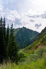 Fototapeta na wymiar High mountains covered with spruce forest and green grass near Almaty city, Kazakhstan