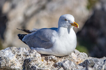 Goeland et mouette