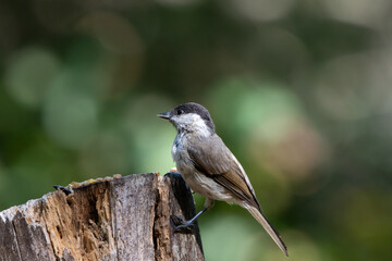 A Marsh tit (Poecile palustris) perched on a tree stump.
