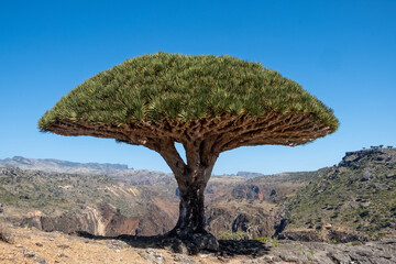 Fototapeta na wymiar Dragon's Blood Tree in front of a canyon