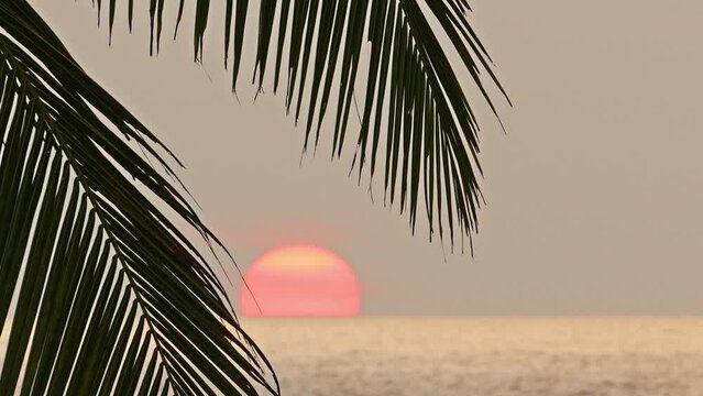 beautiful sea sunset and palm leaf on foreground
