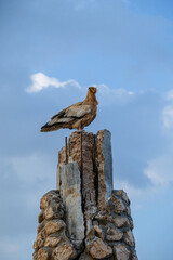Egyptian Vulture on a post in front of a blue sky