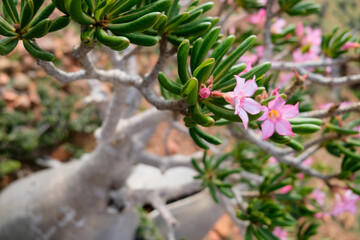 Flowers on an unusual tree that is similar to a succulent