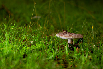 Amanita phalloides poisonous mushroom, commonly known as the death cap