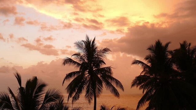 beautiful landscape with tropical sea sunset and palm on foreground