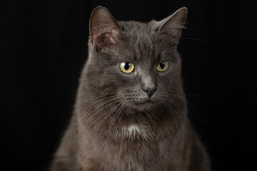 A serious and judgmental black cat on a black background.Studio photography.