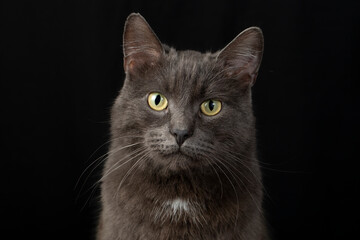 Naklejka na ściany i meble A serious and judgmental black cat on a black background.Studio photography.