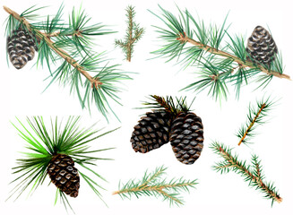 set of watercolor winter illustrations: fir-tree, cones, twigs, needles