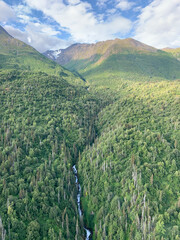 View of the forest 