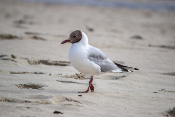 Obraz premium Mouette rieuse