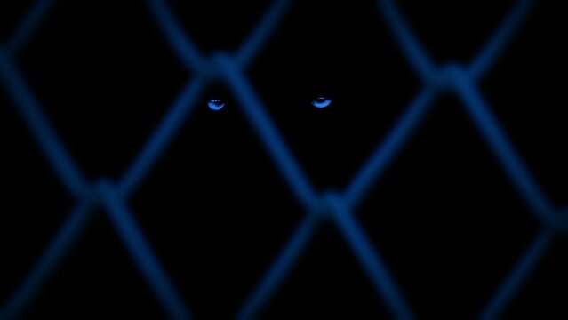 Animal Bright Eyes Behind Fence In The Dark
