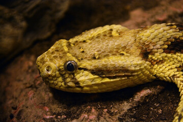 Head of a puff adder on the ground