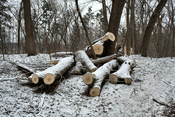 Winter season white snow dry woods sawn off logs background