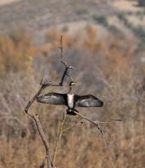 Cormorán grande posado en un árbol