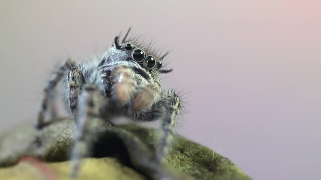 Jumping spider (Phidippus regius) front view, the spider is resting, moving its front limbs (pedipalps).
