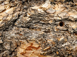 Closeup of bark on a tree with a worm hole