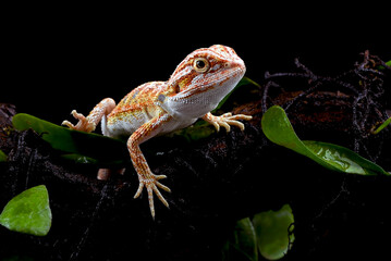 Baby bearded dragon hanging on a tree branch