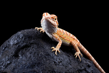 Bearded dragon on a rock