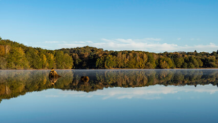  HDR Mirror of the forest in the Lac de Saint Pardoux at sunrise in autumn