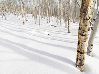 Aspen forest with long shadows across a snow floor