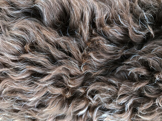 Close up of dog hair