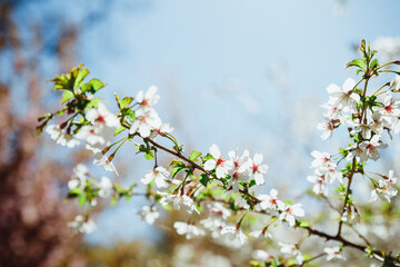Selective focus of beautiful branches of pink Cherry blossoms on the tree under blue sky, Beautiful Sakura flowers during spring season in the park, Flora pattern texture, Nature floral background.