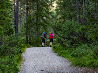 Obraz premium Trekking in a woodland of the alps