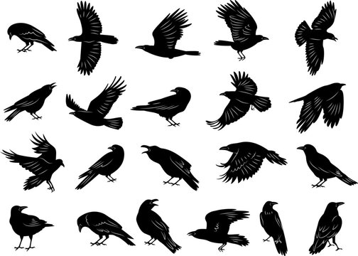 Crow birds. Flying ghotic birds silhouettes recent vector dark animals