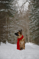 Concept of pet looks like person. German Shepherd on walk. Taking care of pets in winter. Full-length portrait. Dog wrapped in warm red knitted scarf, sitting in snow in park.