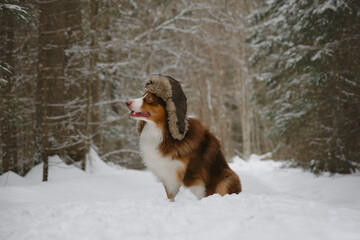 Concept of pet looks like person. Happy brown Australian Shepherd on walk in winter. Russian rustic style. Dog wears hat with earflaps and sits in snow in park. Full-length portrait profile.