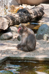 baboon