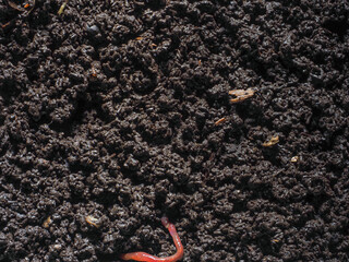 humus soil processed by red california compost worms waste
