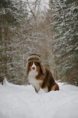 Concept of pet looks like person. Serious brown Australian Shepherd dog on walk in winter forest. Russian rustic style. Dog wears fluffy hat with earflaps and sits in snow in park.