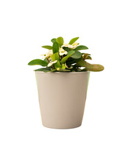 Cut out poinsettia plant in a pot, home decoration isolated