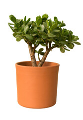 Cut out jade tree plant in a pot, home decoration isolated