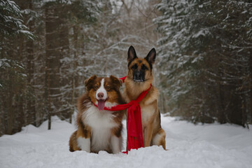Concept pets look like people. Australian and German Shepherd best friends. Taking care of pets in winter. Two dogs wrapped in warm red knitted scarf, sitting in snow in park nearby.
